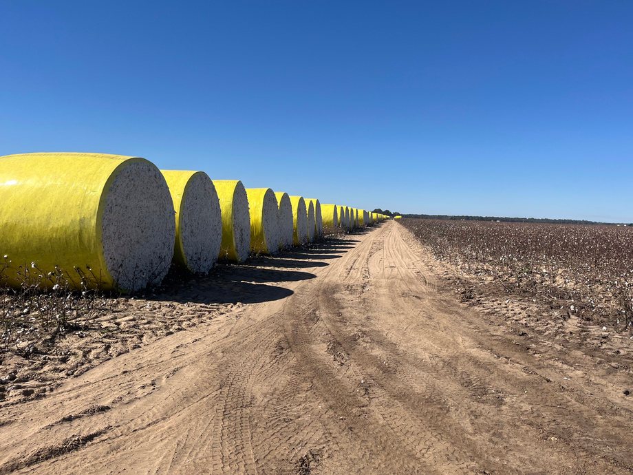 Round modules of picked cotton, wrapped in yellow, stand in a long line along a dirt turnrow beside a cotton field, under a clear blue sky.