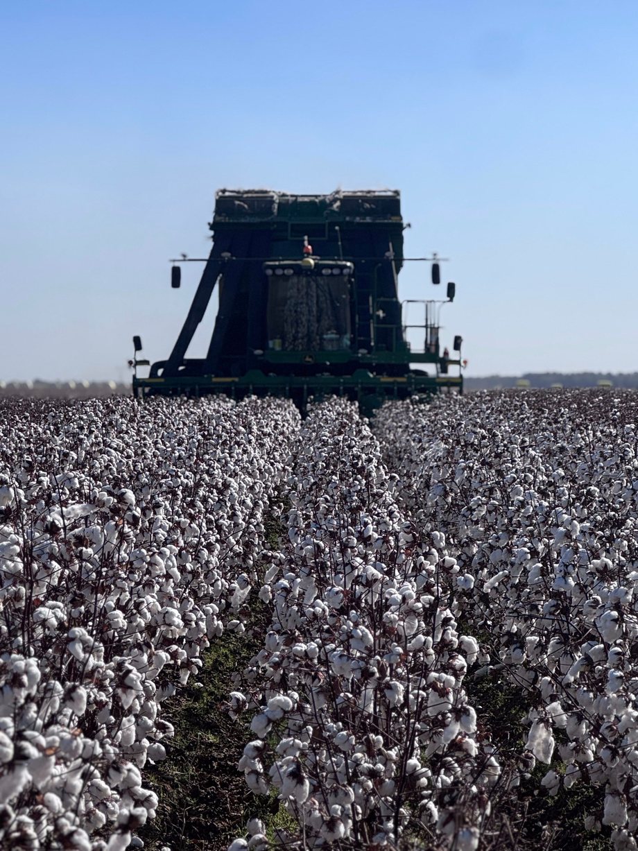 A cotton picker comes down the rows toward the camera through a field of open white bolls, under a pale blue sky.
